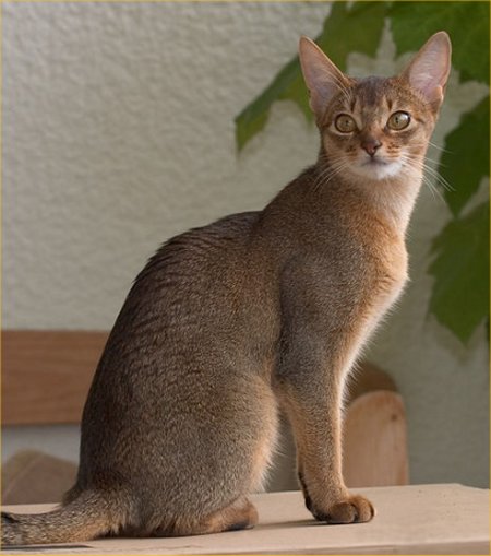 High quality Abyssinian photo, Abyssinian pic, Abyssinian wallpapers, Picture of a Abyssinian 