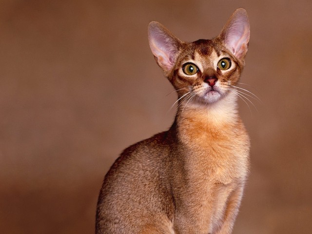 Abyssinian hd wallpaper, Abyssinian pictures, Pictures of Abyssinian , Abyssinian photos, High quality Abyssinian photo