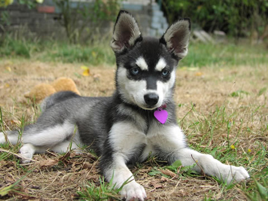 Puppies Alaskan Husky