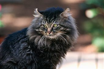 Cat American Longhair