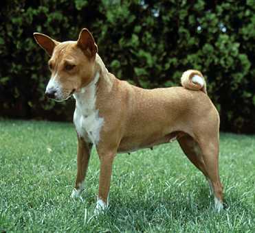 African Basenji