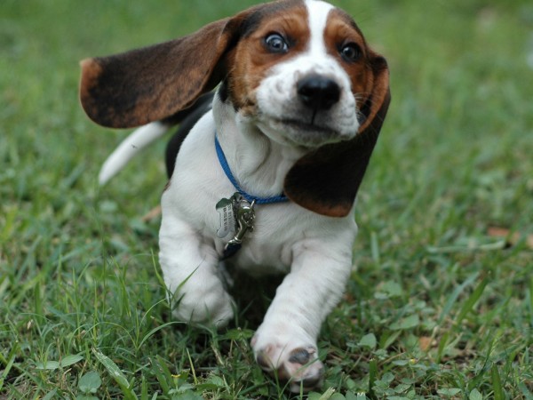 beagle-6.jpg