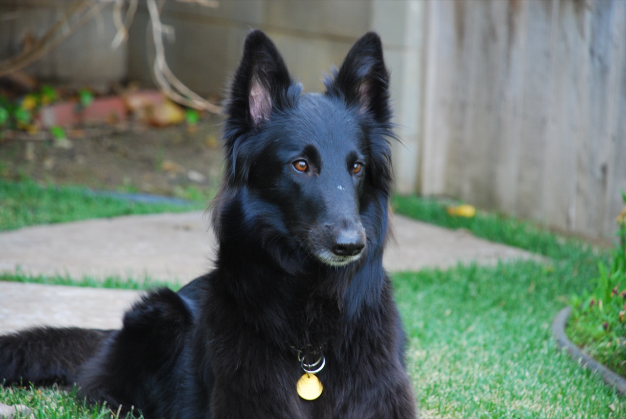 Belgian Groenendael Dog