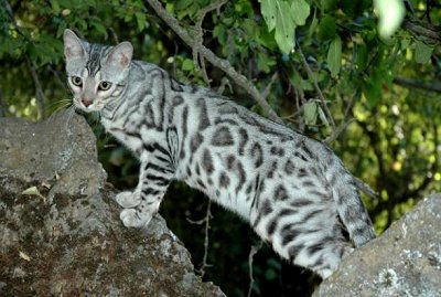 Snow Leopard Cat