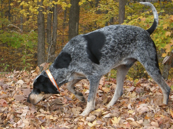 French Hound Breeds