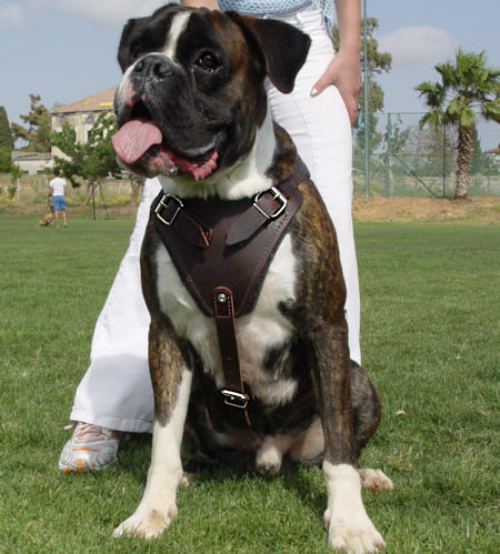 Boxer The Dog