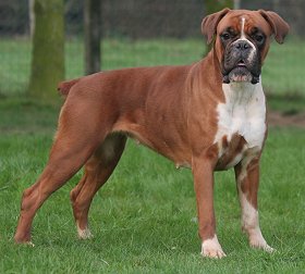 Boxer Dogs Names