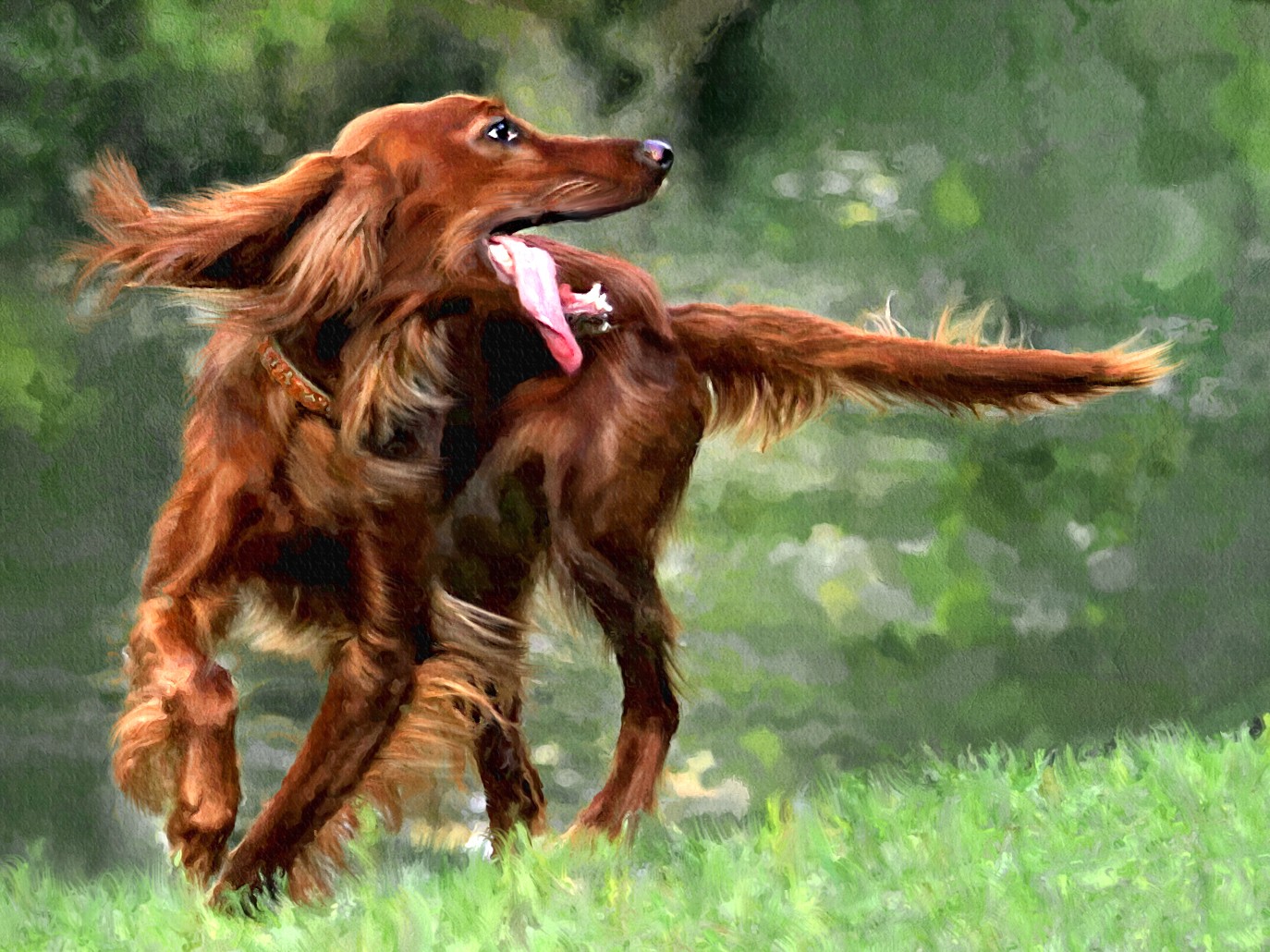 irish-setter-breed-guide-learn-about-the-irish-setter