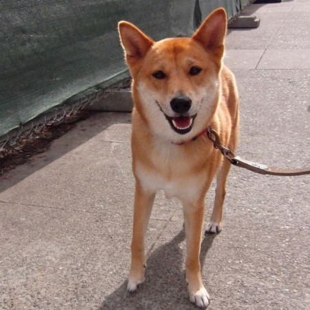 jindo stuffed animal