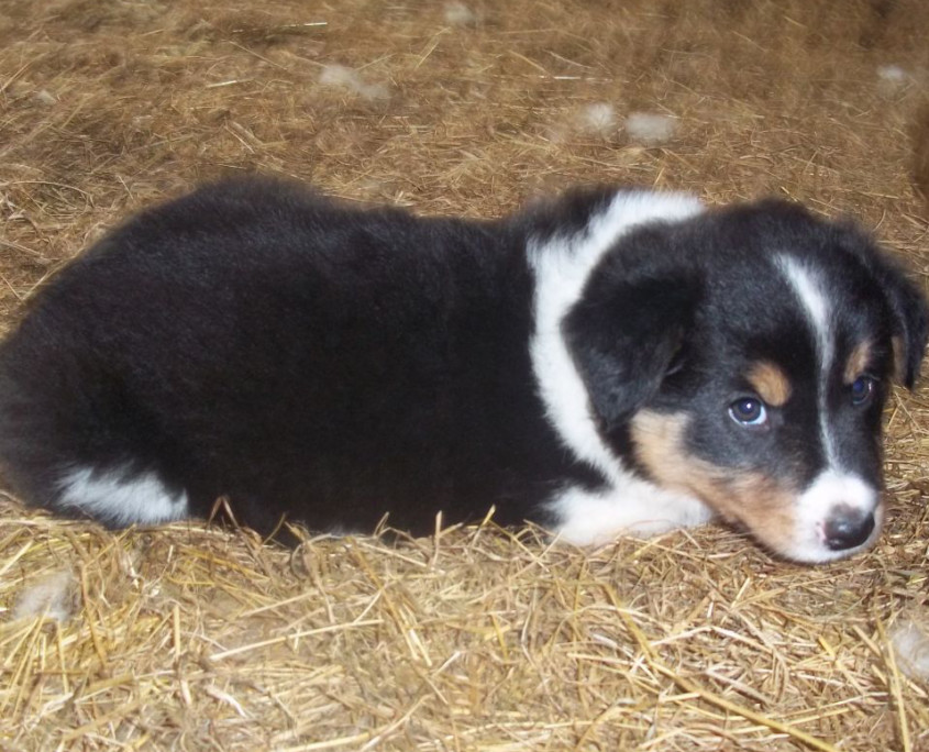 Welsh Sheepdog Breed Guide - Learn About The Welsh Sheepdog.