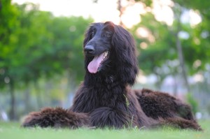 Afghan Hound being mischievous