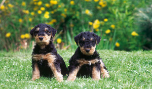 Airedale Terrier is just relaxing