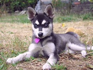 Alaskan Klee Kai lying in the ground