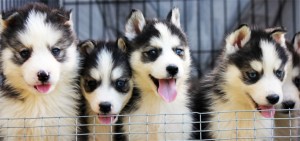 Alaskan Klee Kai happy being with his siblings