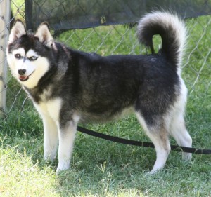 Alaskan Klee Kai standing