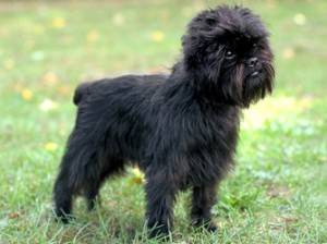 Affenpinscher wants to go and run - Pet Paw