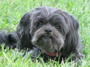 Affenpinscher is being lazy