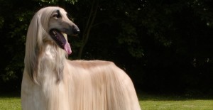 Afghan Hound is being dramatic