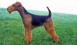 Airedale Terrier is running uphill