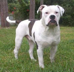 Alapaha Blue Blood Bulldog is being bossy