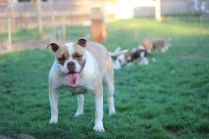 Alapaha Blue Blood Bulldog is running