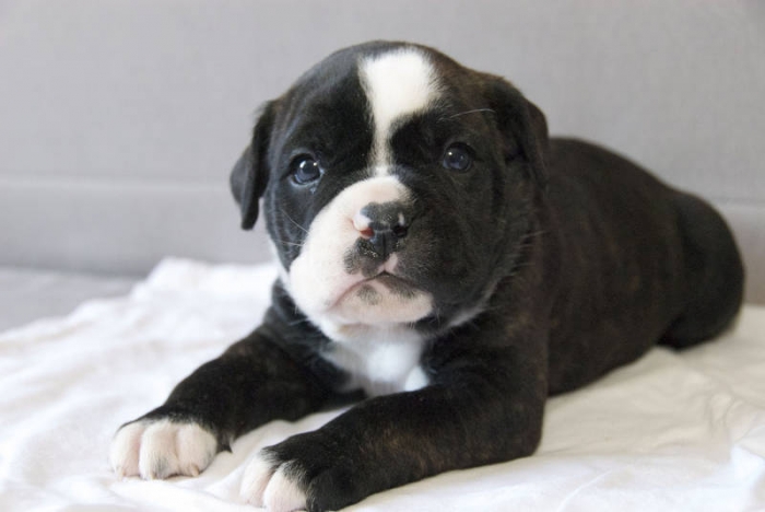 Alapaha Blue Blood Bulldog wants to be lazy - Pet Paw