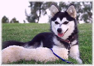 Alaskan Klee Kai s resting for awhile