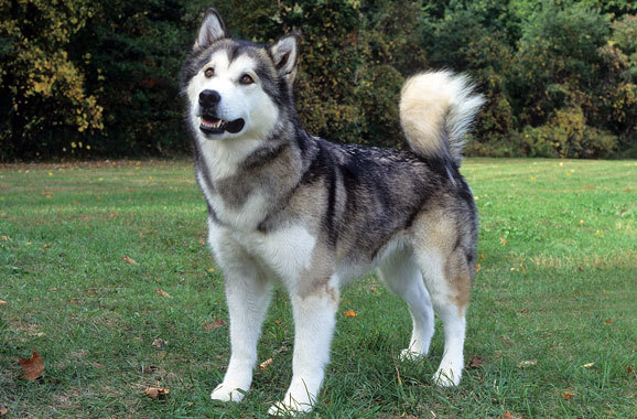 Alaskan Malamute is running down into the street. - Pet Paw