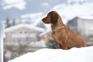 Alpine Dachsbracke running loose