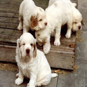 Alpine Spaniel is playing with his siblings