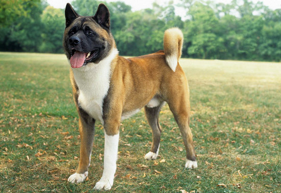 what does akita eat