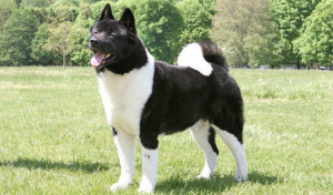 American Akita is barking on the cats