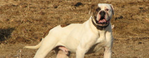 American Bulldog is running