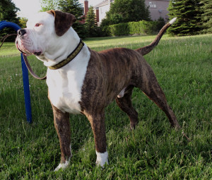 American Bulldog in the field