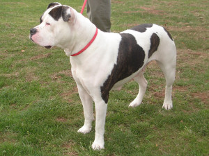 American Bulldog with his owner