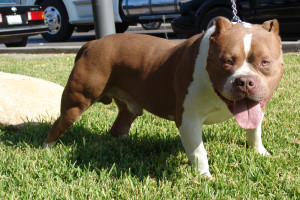 American Bully is curious