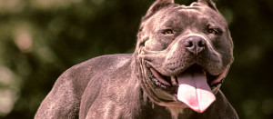 American Bully is running