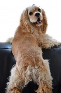 American Cocker Spaniel wants to grab something