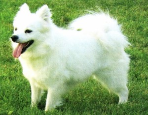 American Eskimo Dog wants to play