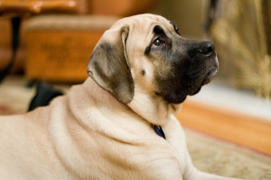 Beautiful american mastiff is just starring