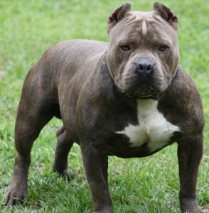 American Pit Bull Terrier is becoming aggressive