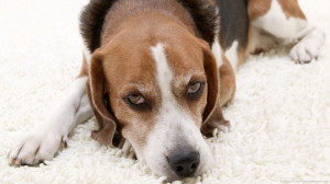 American Foxhound attempts to fall asleep on top