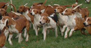 American Foxhound is playing on the field