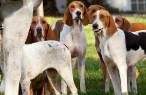 American Foxhound is looking on something