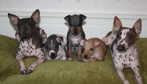 American Hairless Terrier wants to sleep