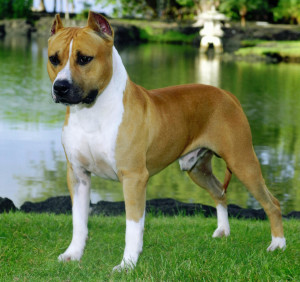 American Staffordshire Terrier is ready to run