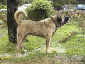 Anatolian Shepherd is barking