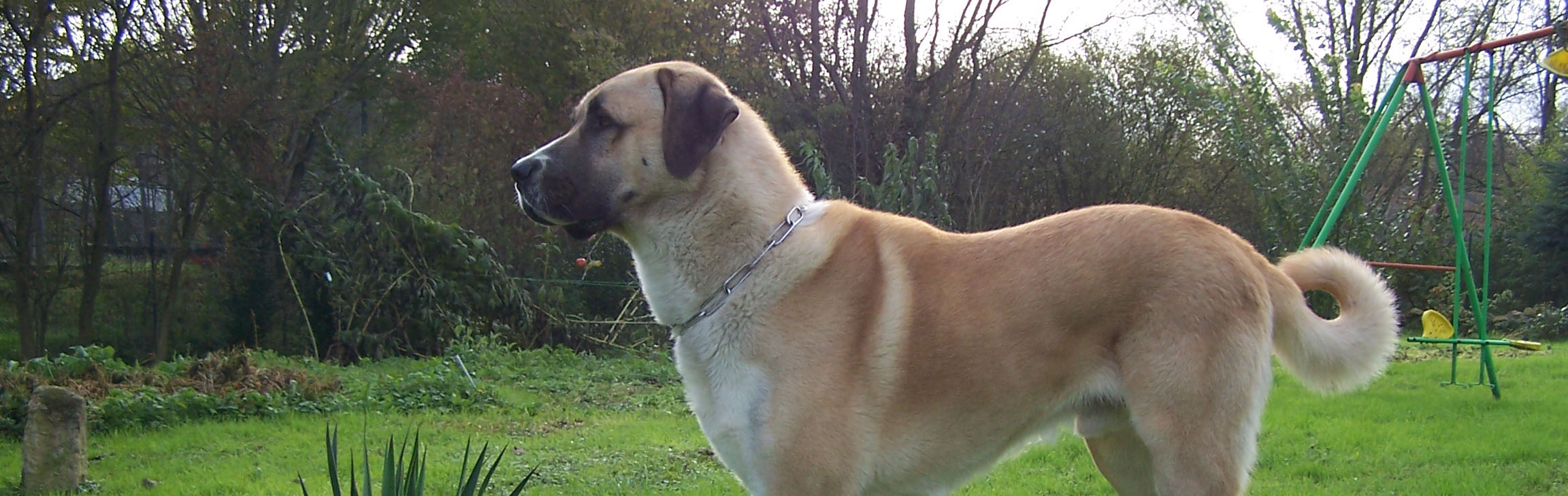 Anatolian Shepherd Is Being Alert Pet Paw