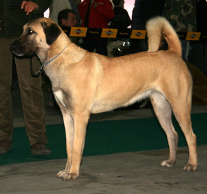 Anatolian Shepherd is ready to for a race
