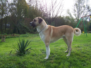 Anatolian Shepherd standing in the grass